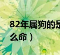 1982年属狗的男人是什么命