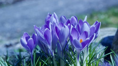 2月28日生日花语:紫番红花