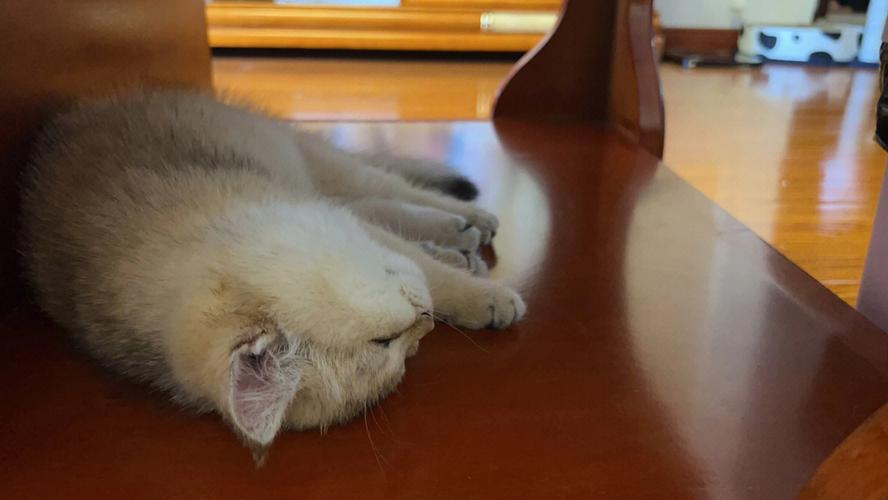梦见猫在身边睡觉
