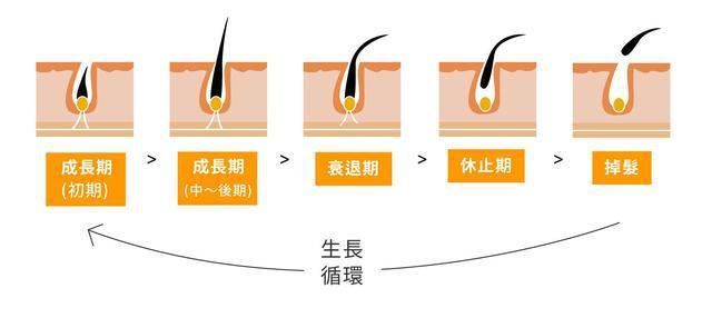 体相之从头发、体毛看运气