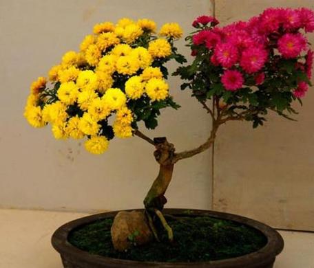 后花园种什么植物旺风水