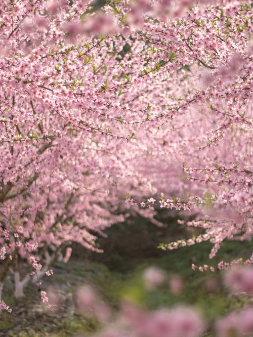 是什么挡住了你的桃花路