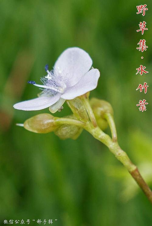 植物花语:水竹花语是什么