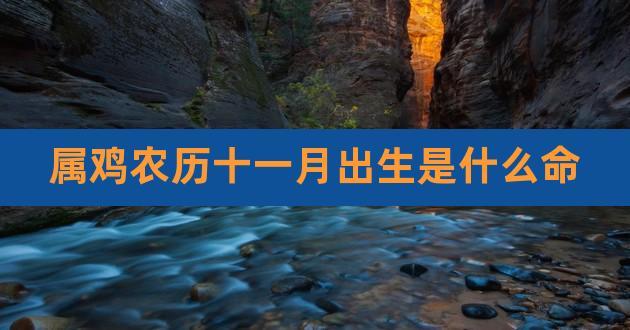 为什么说十一月份的鸡不好