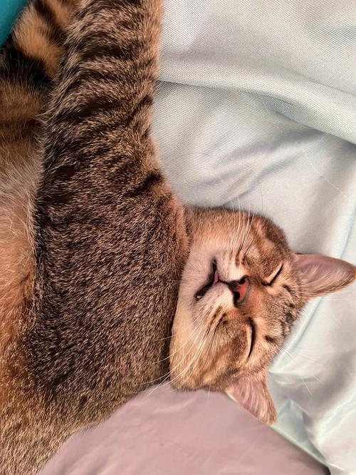 梦见母猪压死小猪