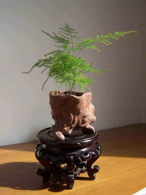 文竹放在什么地方风水好