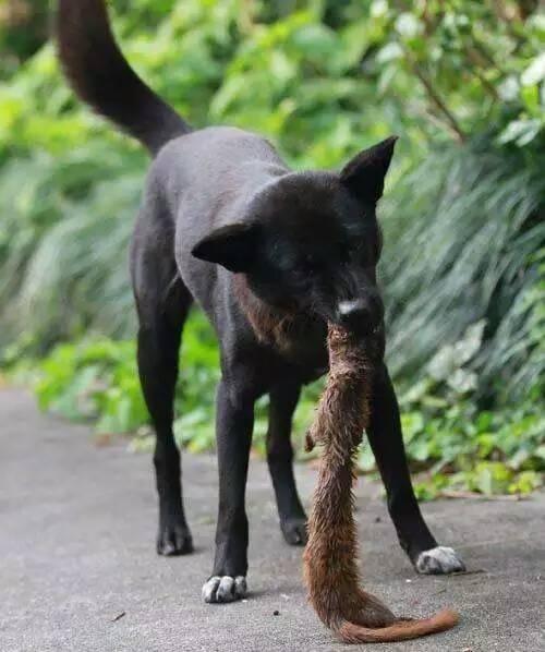 梦见狗咬黄鼠狼