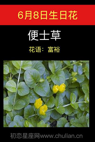 6月8日生日花语:二便士草