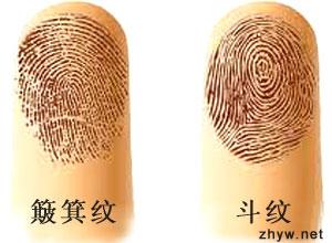 手相没有斗纹好吗