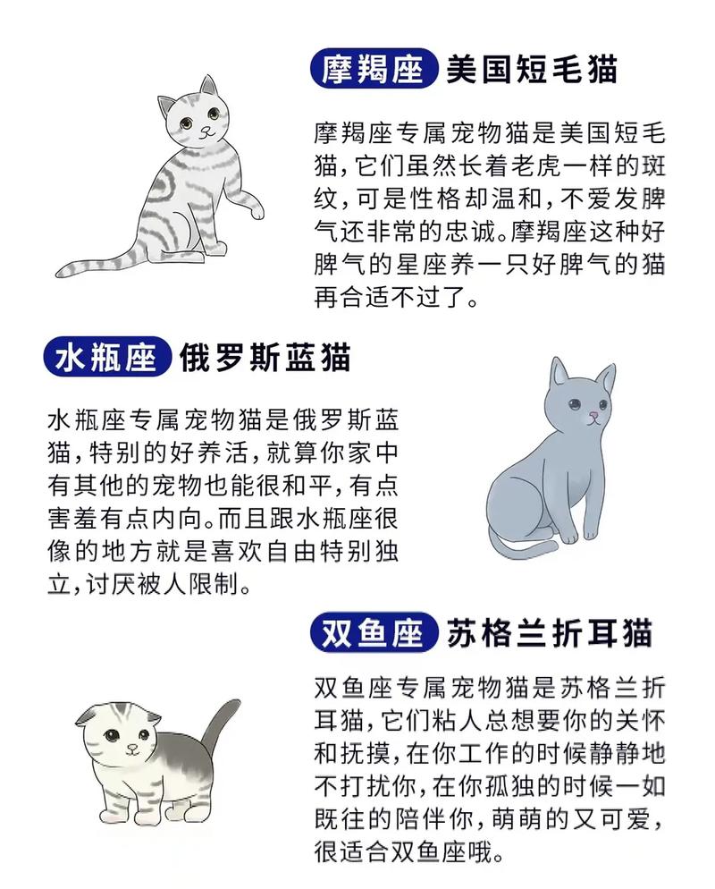各个星座适合养什么猫