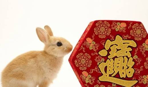 2017年11月属兔的财运