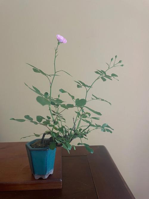 梦见野蔷薇