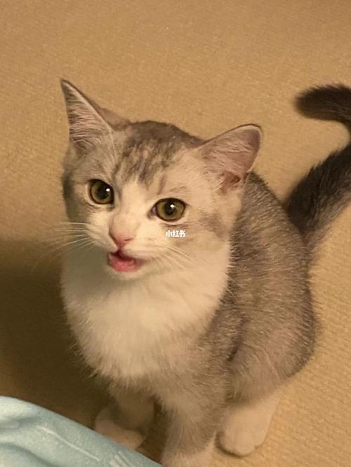 好听的猫咪日文名字