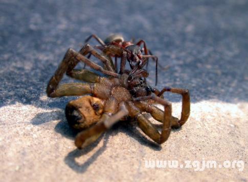 梦见杀死大黑蜘蛛是什么意思
