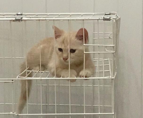 梦见一只猫扑过来是啥意思