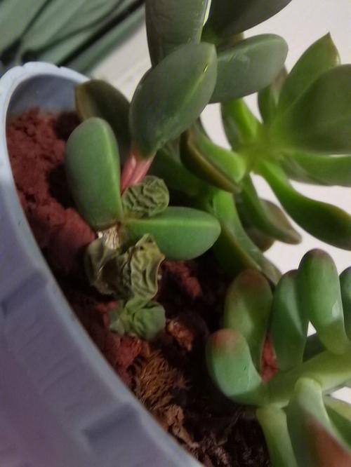 梦见鹿角怎么回事