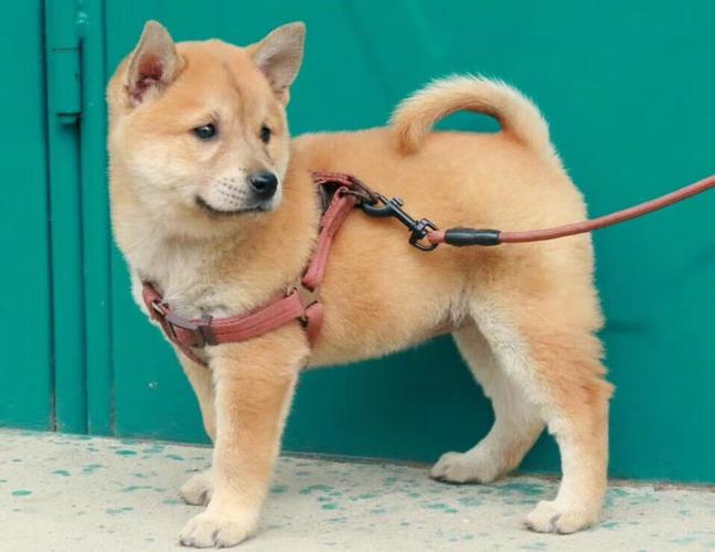 孕妇梦见被黄狗追