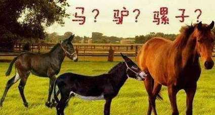 肖马与肖虎感情配