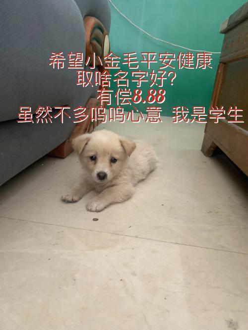 狗狗名字大全平安健康