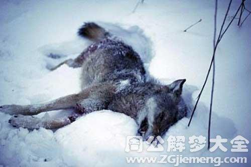 梦见很多狼被打死