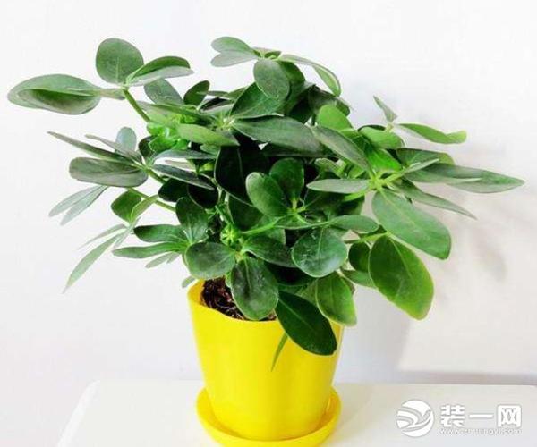 揭秘金牛座养什么植物最好?
