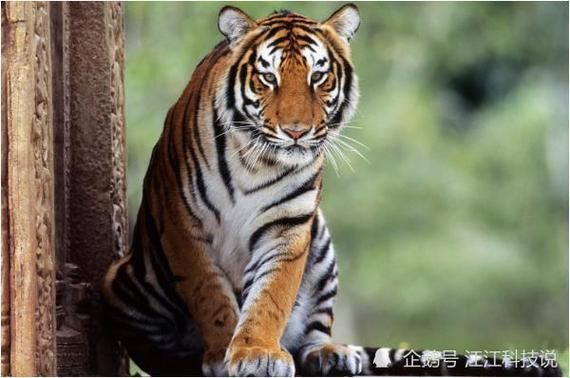 2022属虎人穿什么颜色旺财
