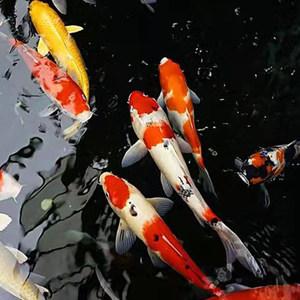 梦见锦鲤好大好大什么意思