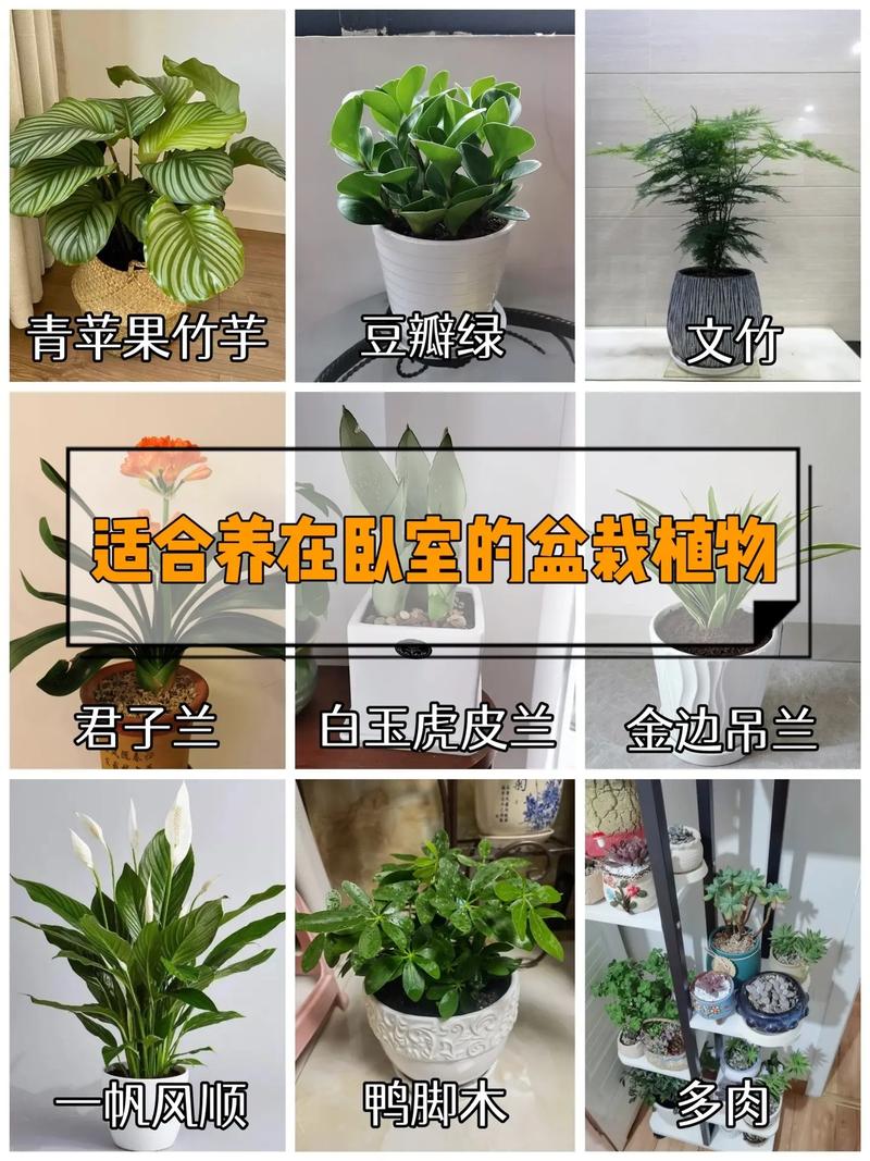 青苹果竹芋摆放位置禁忌