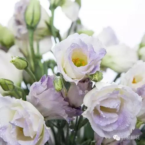 7月能给巨蟹座带来财运的花
