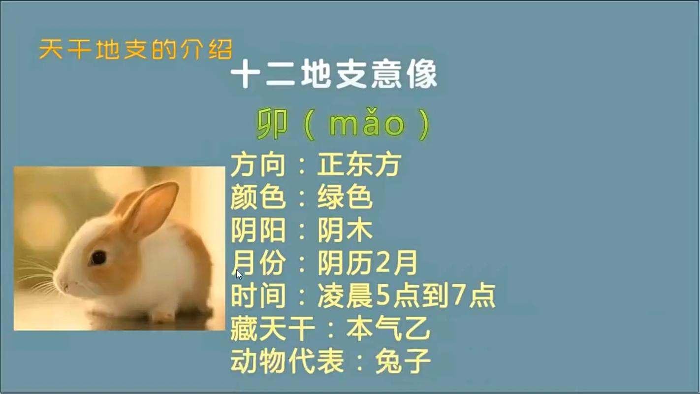 地支辰代表什么意象,地支辰土的配偶长相
