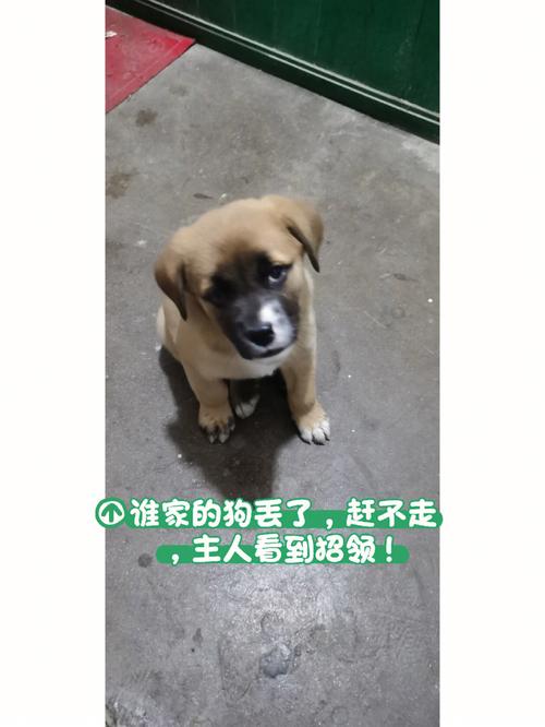 梦见一只赶不走的狗