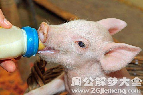 梦见小乳猪吃奶