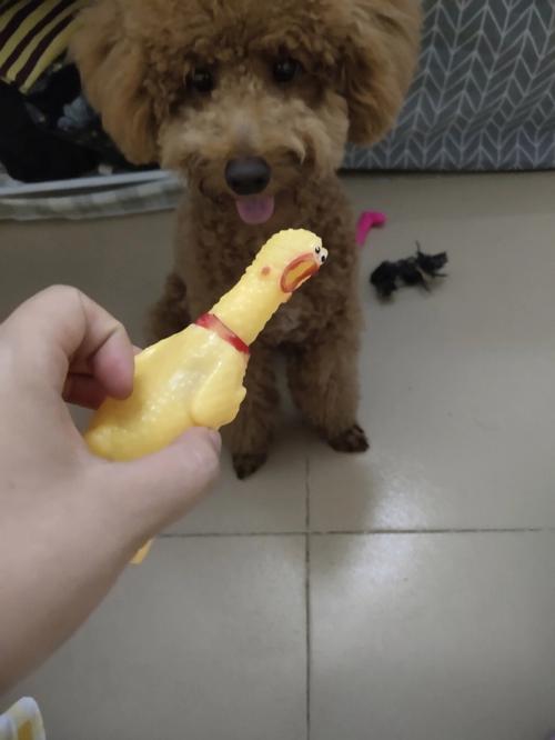 梦见狗鸡咬自己