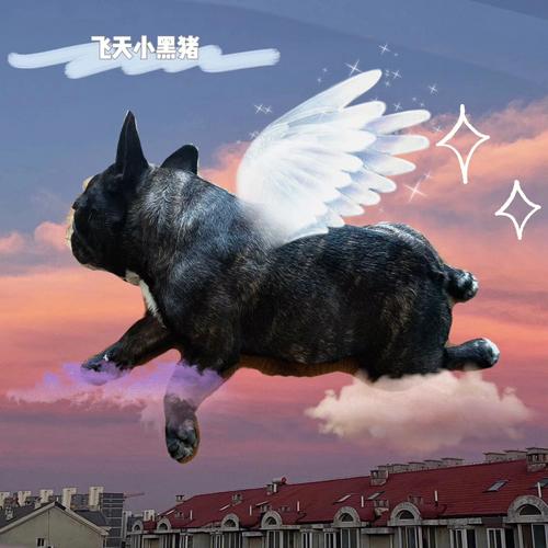梦见狗飞起来是什么意思