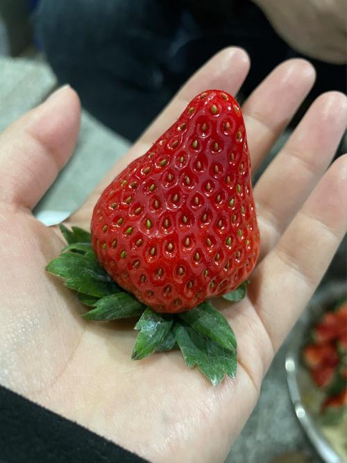 吃草莓