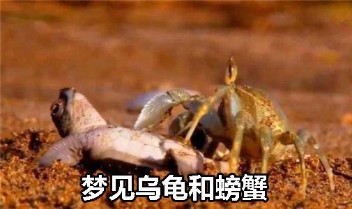 梦见乌龟和螃蟹