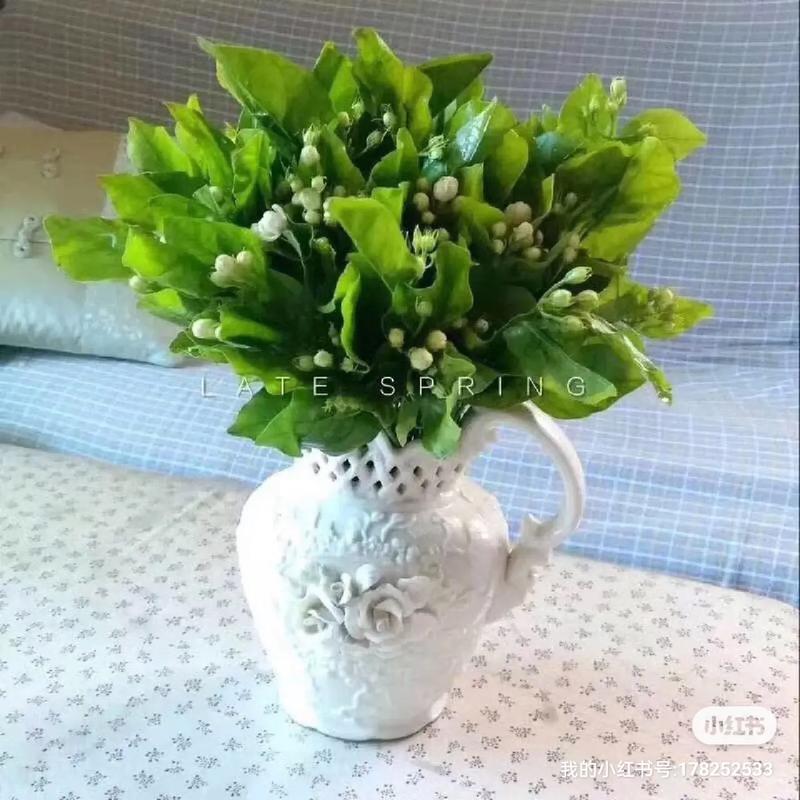 茉莉花花语,茉莉花的传说故事