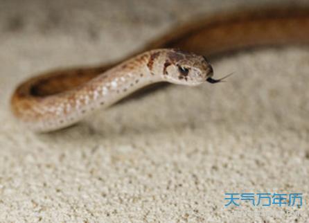 女性梦到蛇是什么征兆