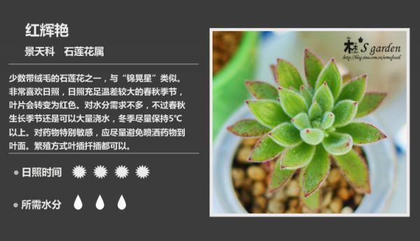 你知道多肉也有花语吗?多肉花语大科普