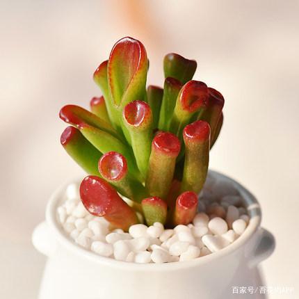 金牛座养什么多肉旺财