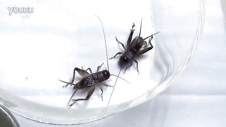梦见玩斗蟋蟀