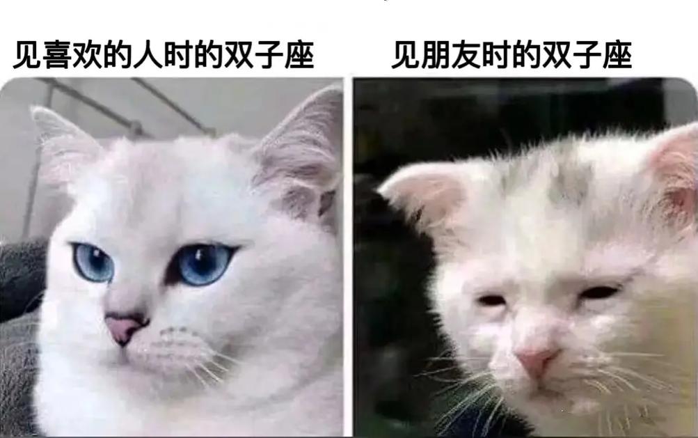 双子座遇到真爱后会变得多怂