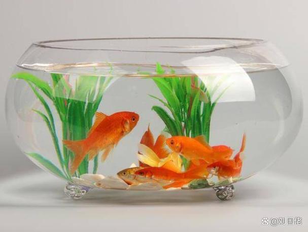 家里养鱼养几条最好,鱼缸养几条鱼最好风水
