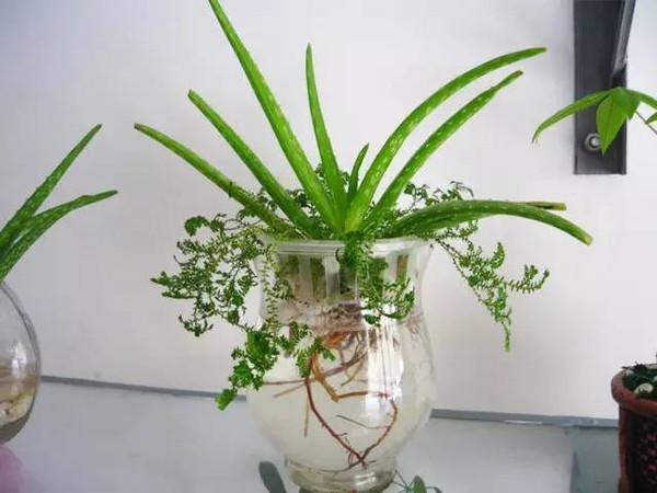 五行缺水的人适合养的植物是什么