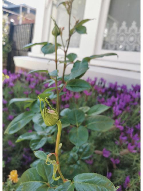 代表谦虚的植物是什么?