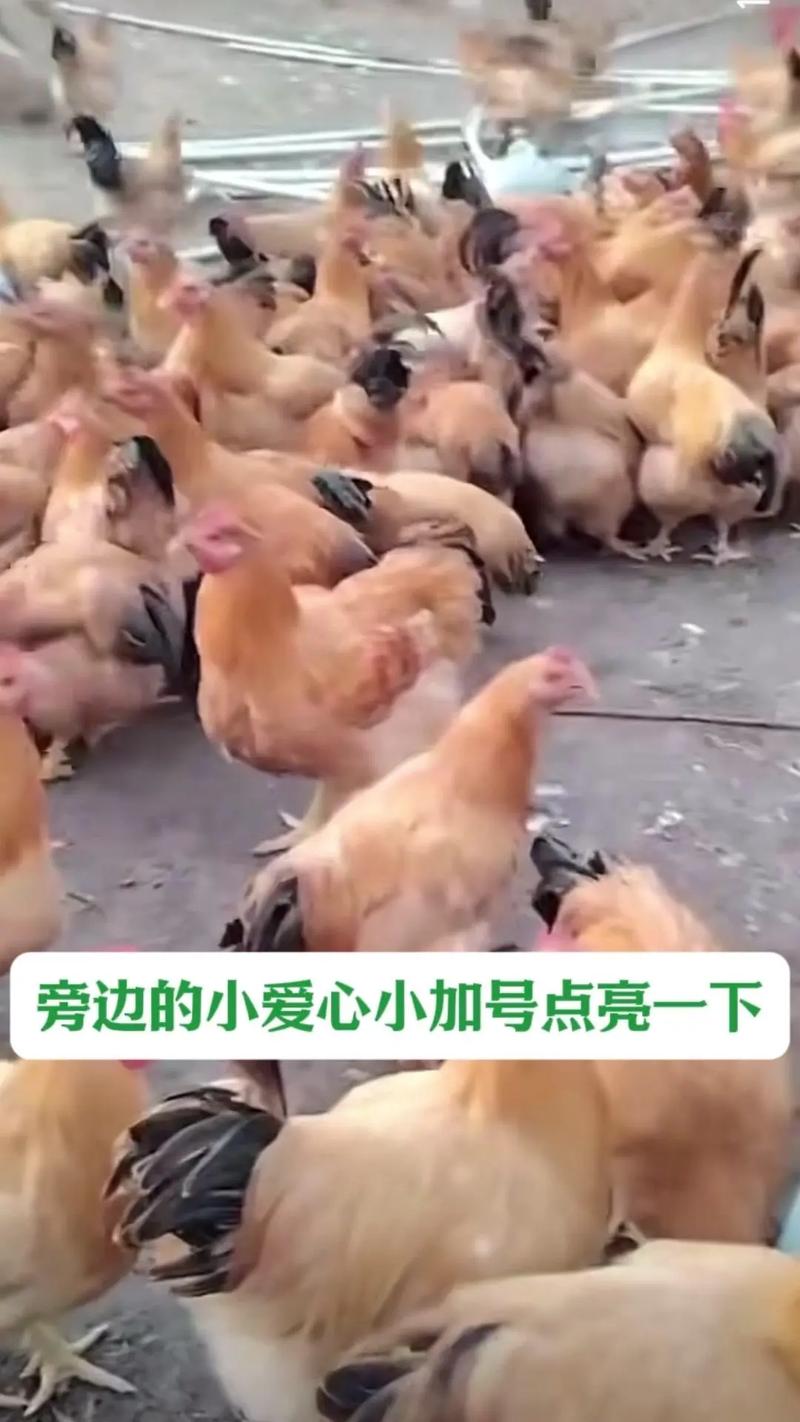 梦见公鸡死了是什么征兆