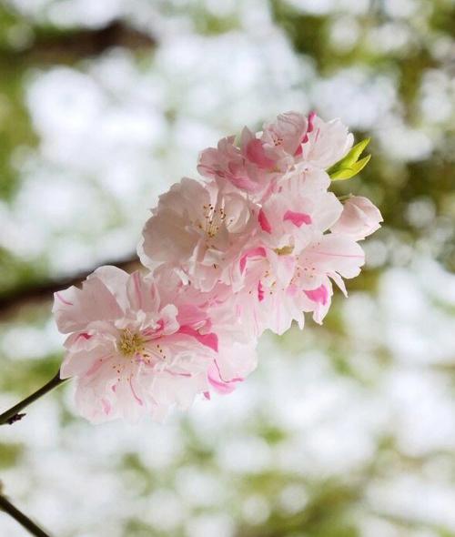 花语大全:碧桃花的花语是什么?