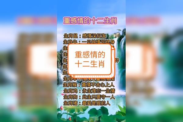 什么生肖的人最看重感情