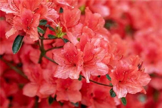梦见红色花　周公解梦之梦到红色花