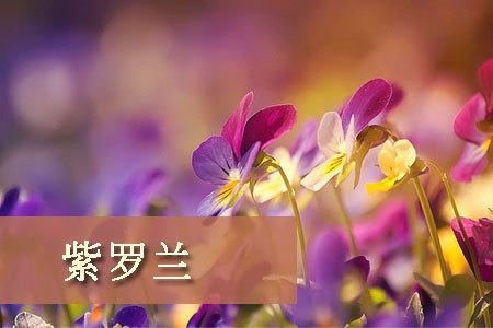 万紫千红你是哪朵女人花